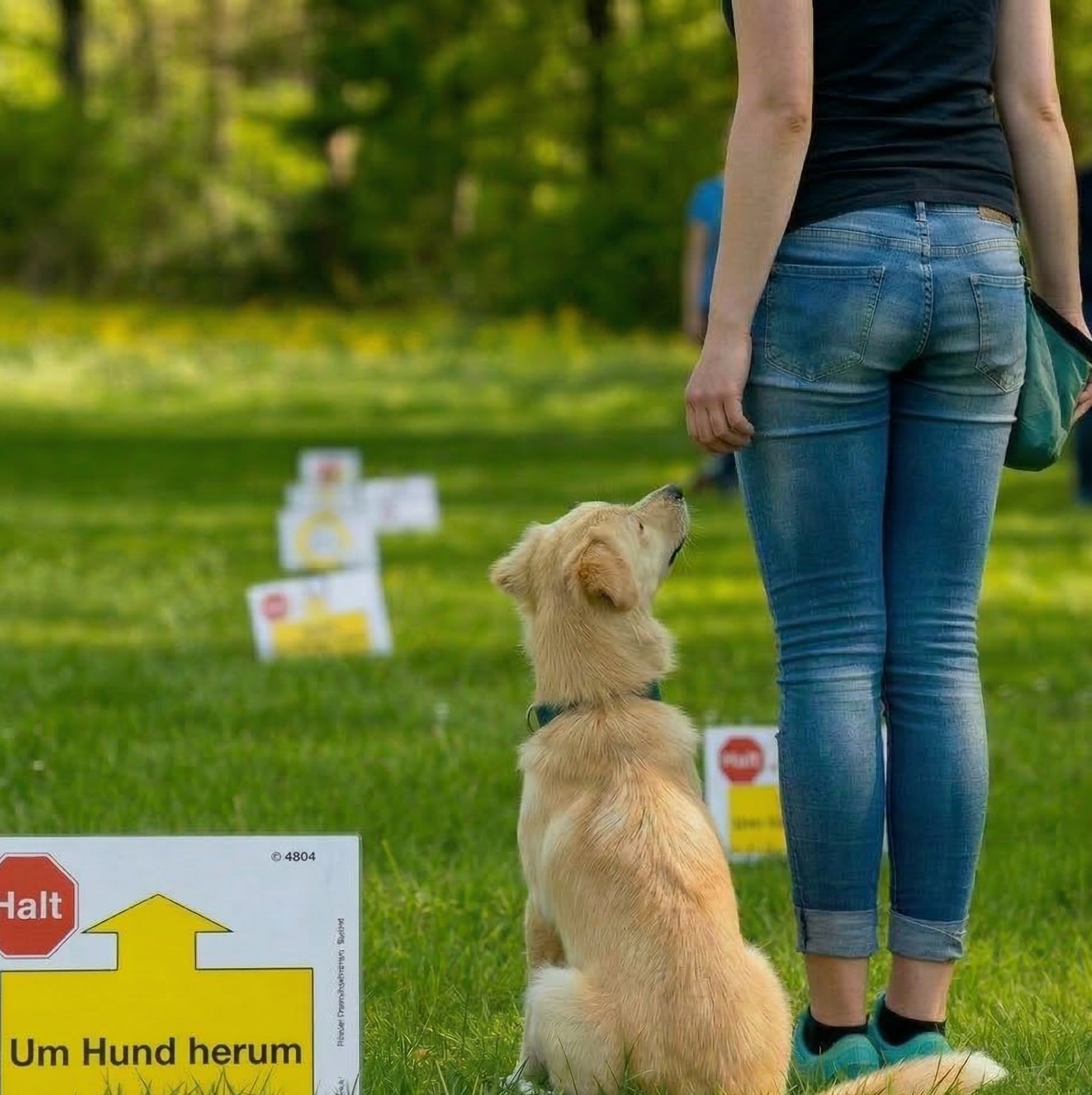 Hund läuft einen Parcours